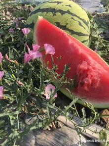 戈壁滩的吃瓜群众是什么,戈壁滩“吃瓜群众”的夏日奇遇记