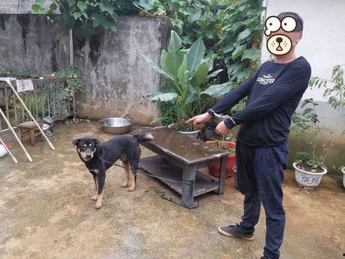 吃瓜群众偷狗是真的吗,吃瓜群众偷狗事件真相