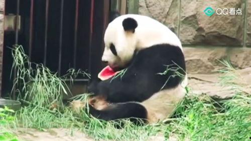 胖峰吃瓜群众是谁,网络红人的崛起之路