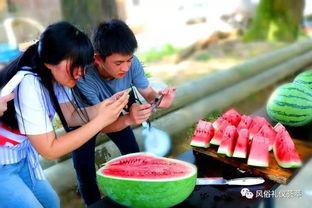 瓜地里的吃瓜群众,见证瓜农的辛勤与喜悦