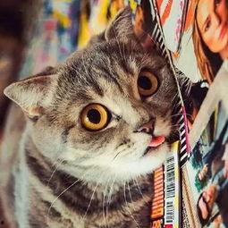 猫猫干架旁边还有吃瓜群众,围观群众吃瓜热议