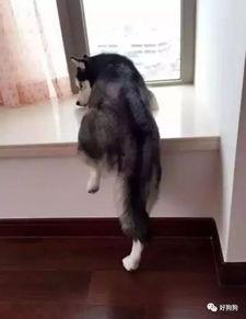 菜狗二哈黑脸吃瓜群众,揭秘网络红人的魅力与争议