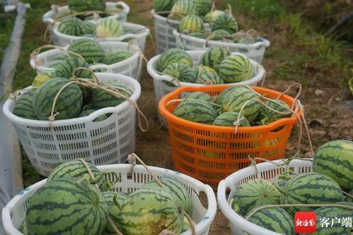 湖州吃瓜群众广告事件,舆论发酵背后的社会现象解析